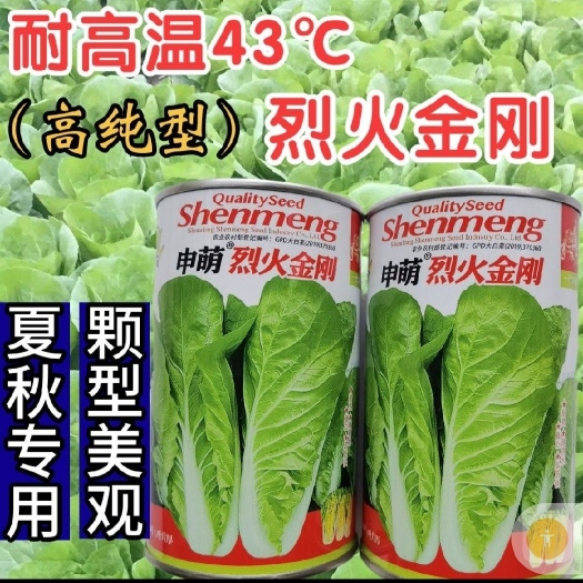 南昌烈火金刚快菜种子，500克，耐热抗病
