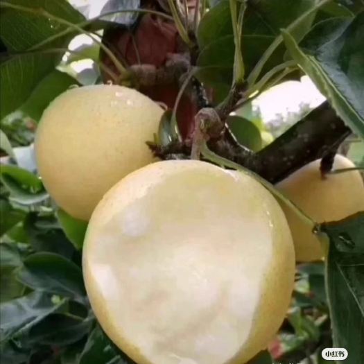 漯河黄金梨
