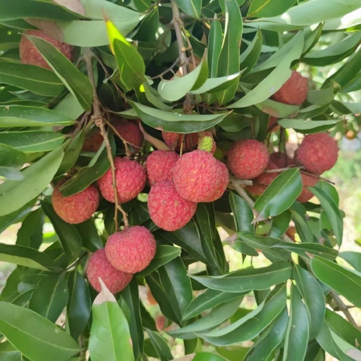 灵山县越州红荔枝苗新品种