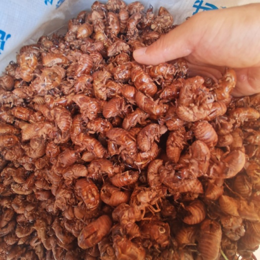 玉林蝉蜕大个，新货，过筛