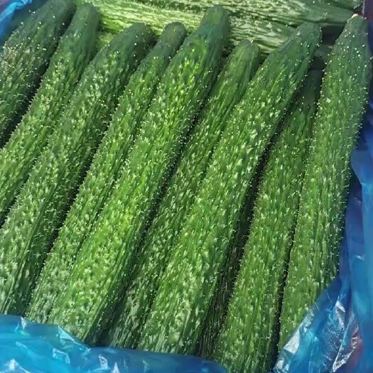 开封精品黄瓜