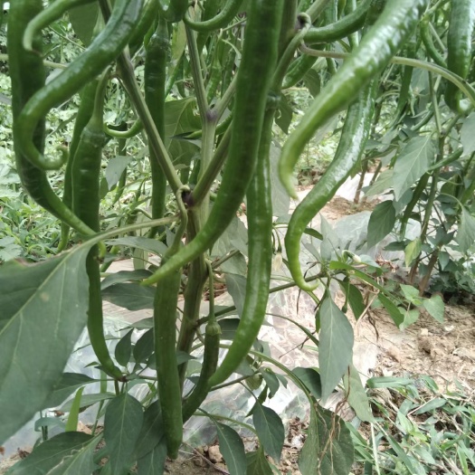 威宁县精品三号线椒上市了