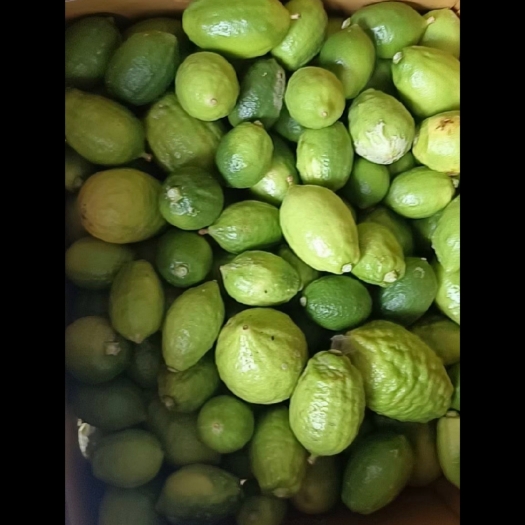 南宁广东一二级无仔香水柠檬