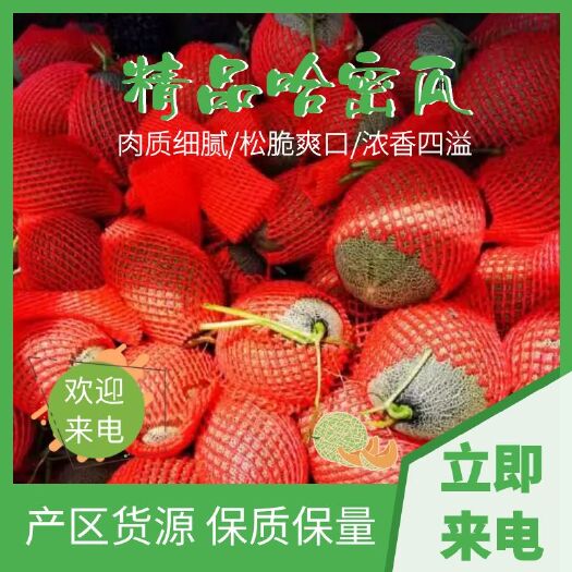 乐东县（精品）哈密瓜25号小蜜，货源充足价格优惠