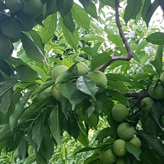 茂县青脆李