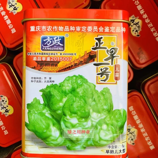 基地级儿菜种子正宗重庆正早一号儿菜早熟儿大型 特大号多子多孙
