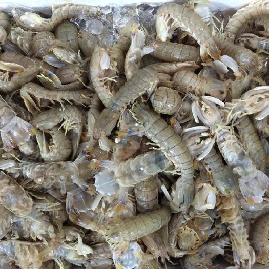 温岭市皮皮虾