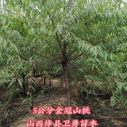 运城山桃 5-8公分半冠山桃 6-10公分全冠山桃