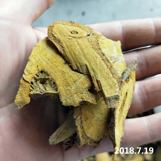 衡东县中药材 虎杖 虎杖粉 虎仗根 500克6元 虎杖粉