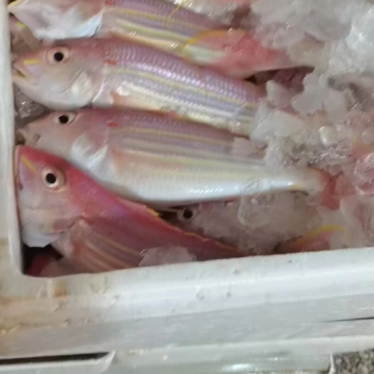 防城港红杉鱼