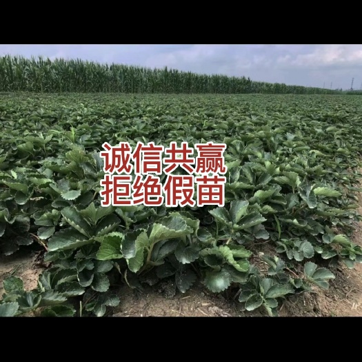 泰安妙香七号草莓苗，属早熟品种，产量高，果子有光泽，果实为圆锥形