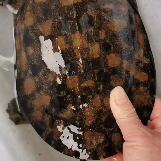 水库溪流甲鱼