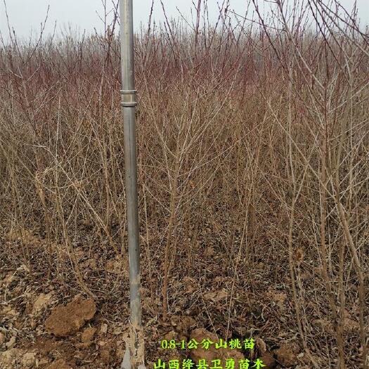 运城出售山桃树苗 山桃核 当年山桃小苗 山西山桃苗产地