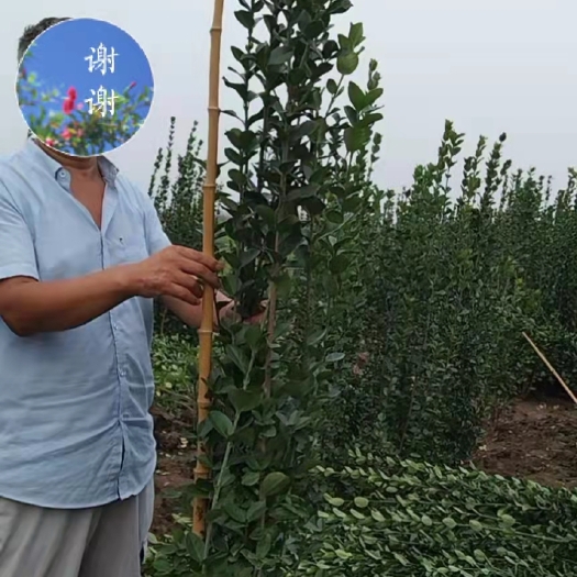 上蔡县2.5米以上北海道黄杨，丛生，精品自产自销
