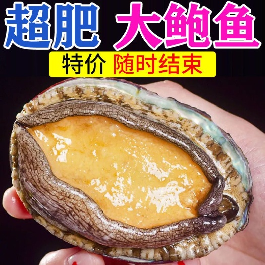 鲜冻鲍鱼鲜活速冻海鲜海产大号鲍鱼新鲜冷冻鲍鱼
