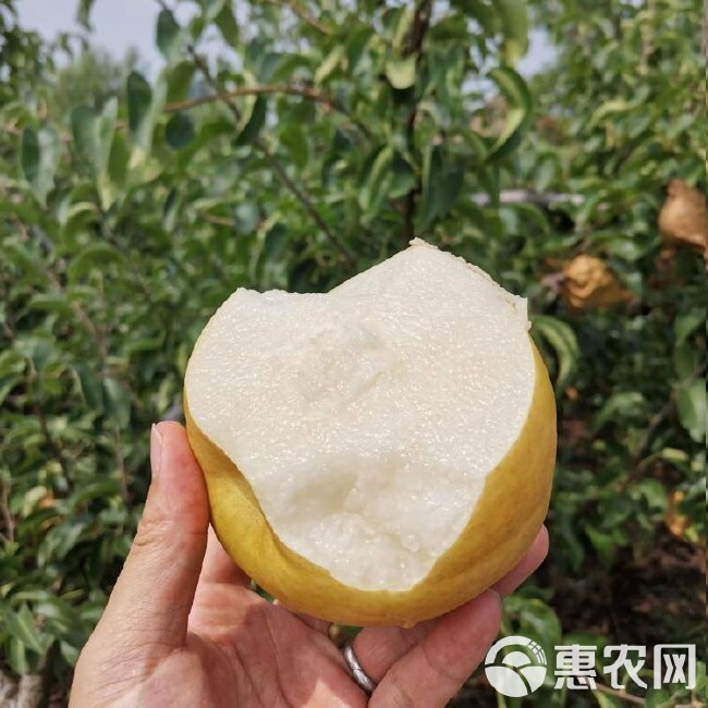 莱阳秋月梨 礼盒包装 蜜梨糖度18 现摘现发