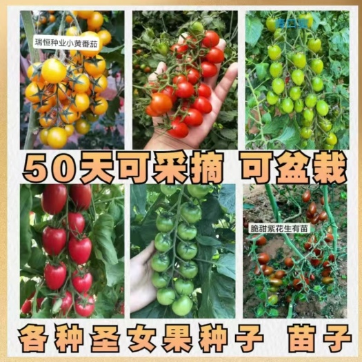 小圣女果苗子，西红柿苗子，彩色西红柿，迷你口感型西红柿