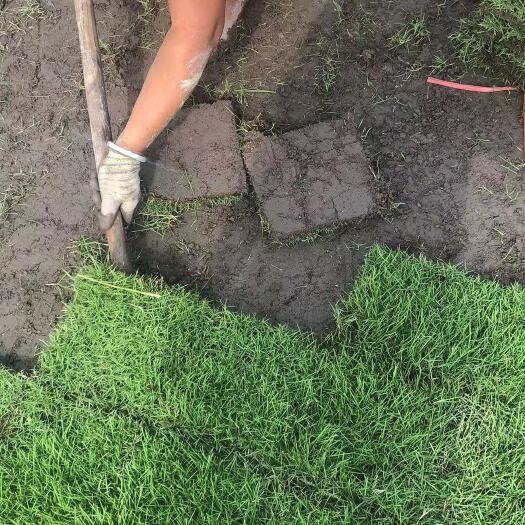南宁广西马尼拉草/贵州马尼拉草/云南马尼拉草