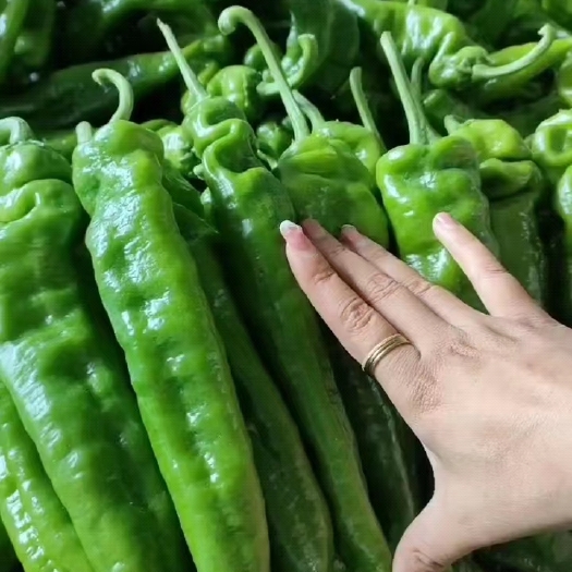 商丘青椒，线椒，泡椒大量有货，基地直供货源充足无任何环节代发全国