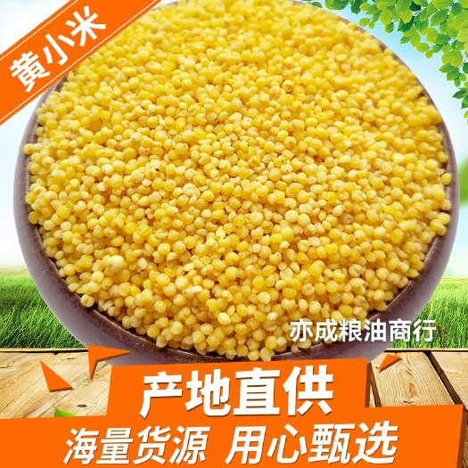临沂黄小米新小米月子米宝宝米熬粥小黄米小米25kg