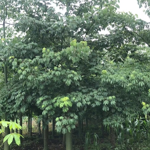 南宁广西南宁供应美丽木棉8000棵规格10-25