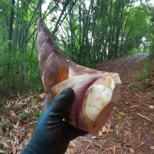 景洪市甜笋 甜竹笋 水果笋 深山老甜笋