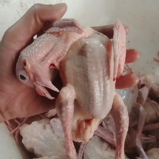 晋州市乳鸽，老鸽子，常年屠宰，大量供应。
