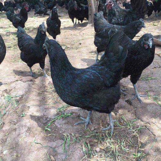 遵义鸡肉类
