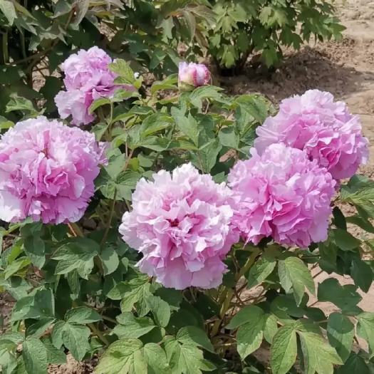 菏泽大城牡丹品种菏泽优质花苗可视频看货基地直发欢迎来电批发更实惠