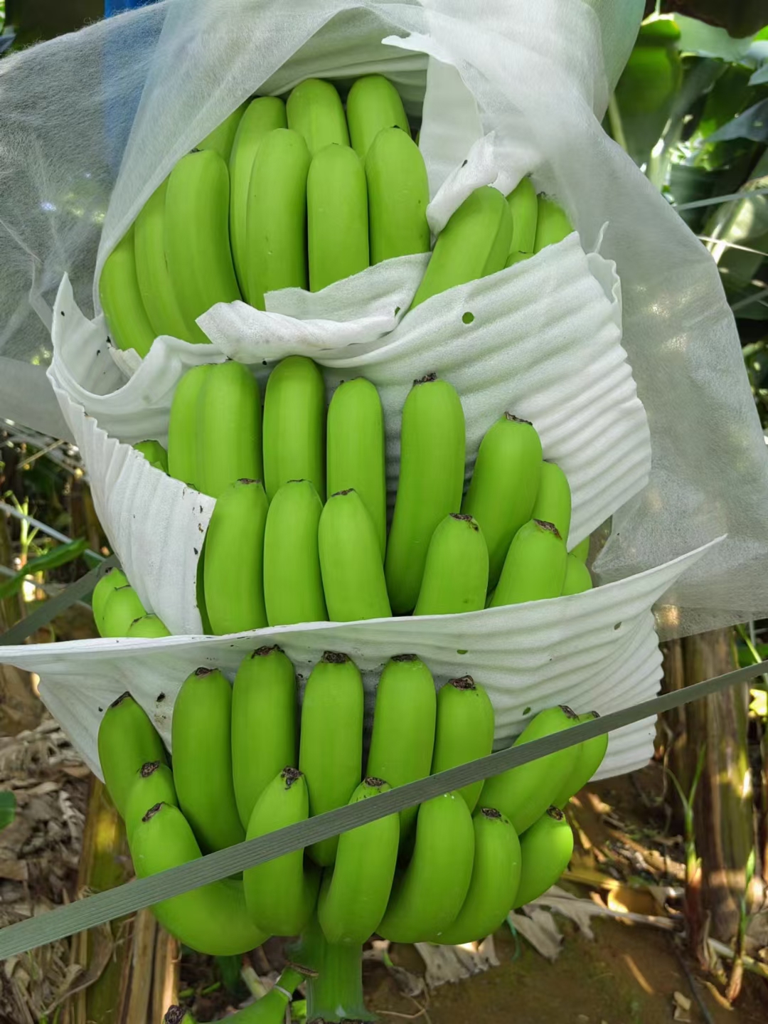 基地香蕉市场标准货产地广西大量上市 专业代收代发