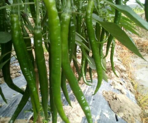 凤冈县线椒，味辣，口感好，椒条顺直