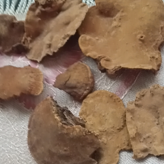 南江县纯大货桑黄灵芝