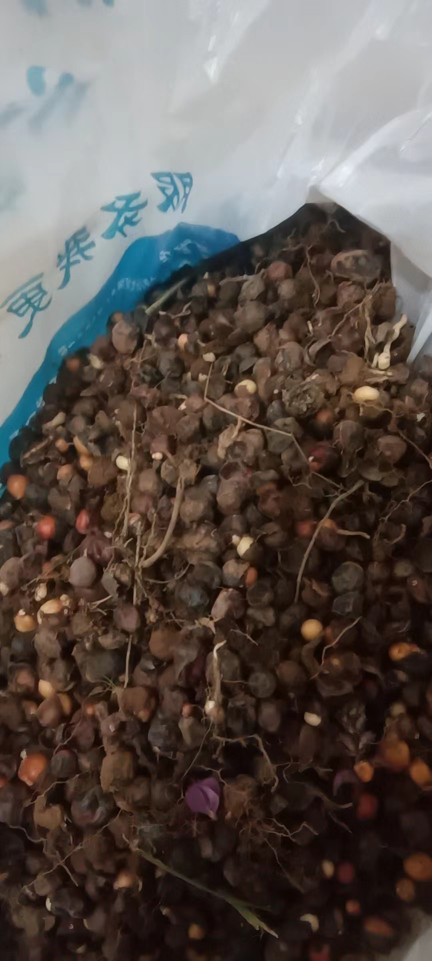 大方县地下明珠鲜果，无泡水，去黑皮