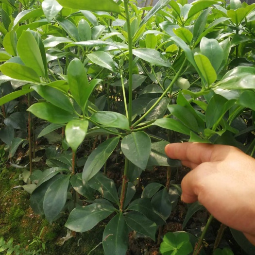 藤县八角树苗顺丰发货，产地直销  优质八角嫁接苗，矮化，果大成串