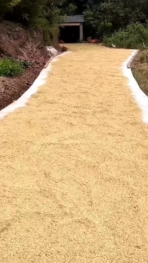 泸州稻谷