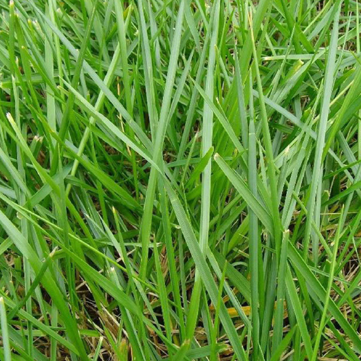 南宁广西四季青种子草坪草皮常用草籽护坡固土边坡绿化草种批发