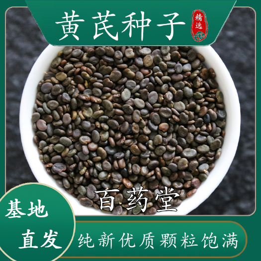 陇西县黄芪籽黄芪种子甘肃地产纯新优质棉杆黄芪籽，批发供应