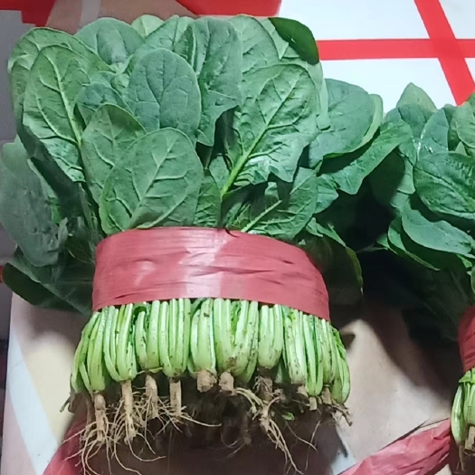 邯郸精品大叶菠菜，产地直发，质量保障 量大从优