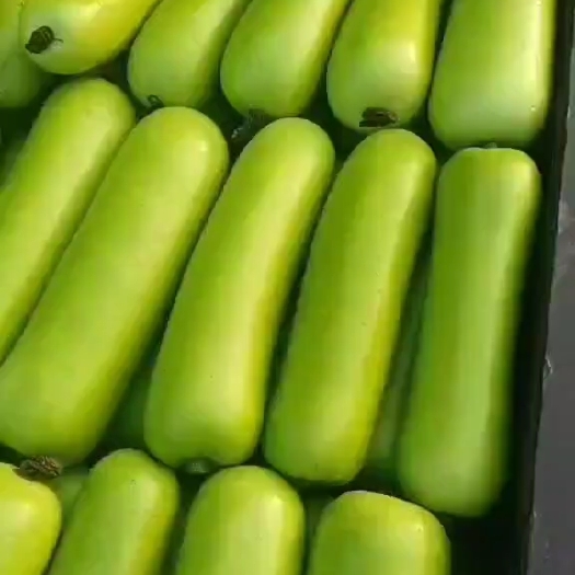 邯郸本地区瓠子大量上市