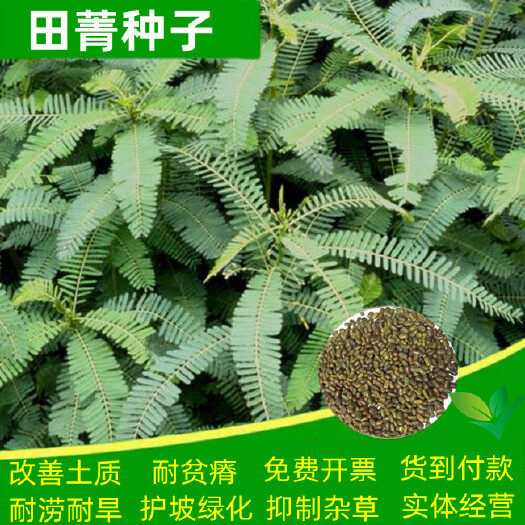 沭阳县田菁种子别名碱菁涝豆耐涝耐旱耐盐碱牧草绿肥种子