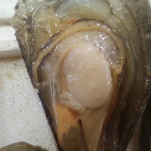 鲜带子冷冻鲜带子烧烤瑶贝柱鲜带子