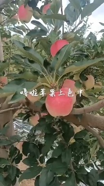 秦安县甘肃苹果