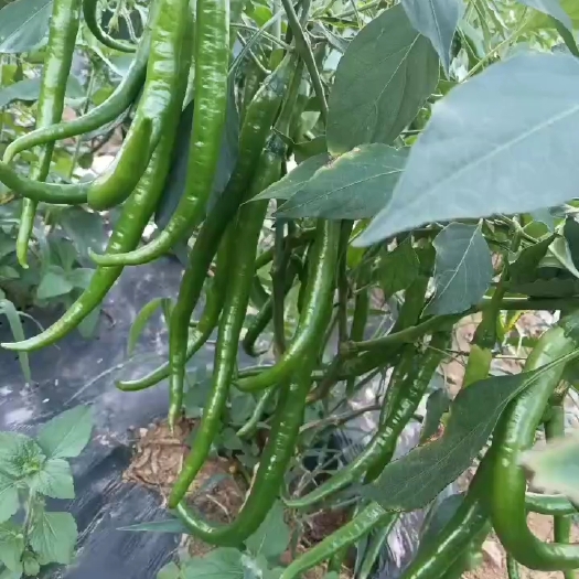 六盘水工厂货