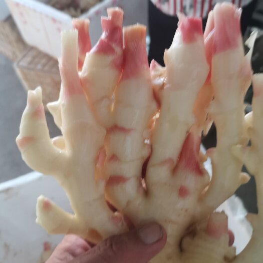 江油市子姜，新鲜，精品子姜