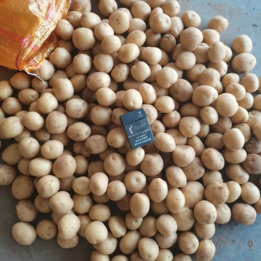 黄皮黄心1-3，2-4两精品小土豆