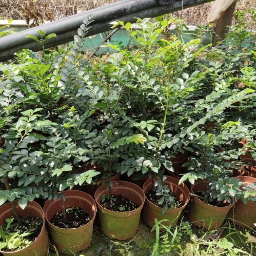佛山两年黑古茶紫檀苗
