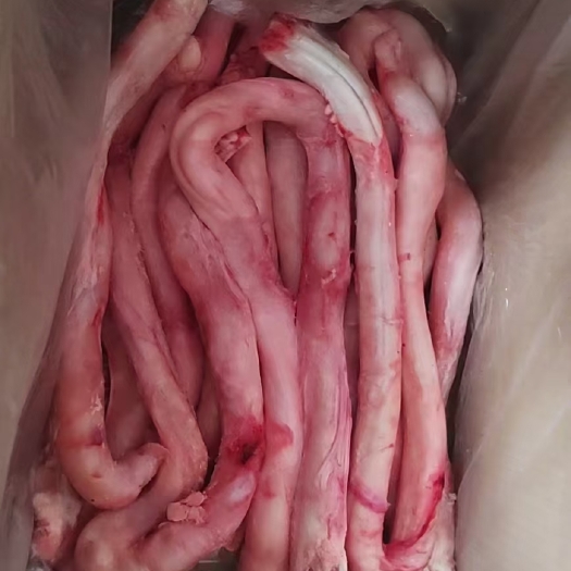 成都精修国产大牛鞭