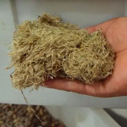 南宁广西野芒草种子 多年生牧草草种河道护坡绿化 芦苇草种批发