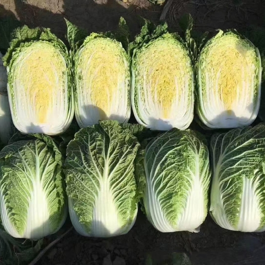 蔚县旱地大白菜