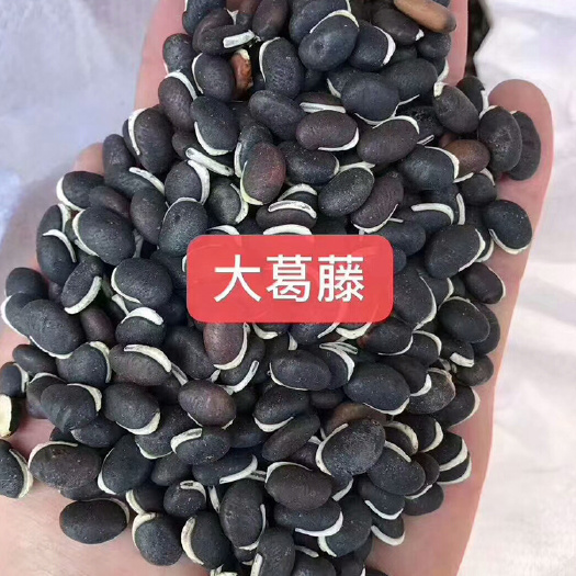 葛藤种子矿山修复护坡种籽边坡绿化藤本植物沙土巩固爬藤批发